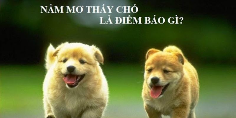 Nằm mơ thấy chó đuổi theo bạn