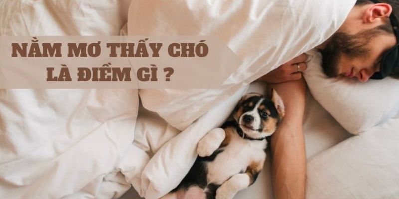 Giải mã nằm mơ thấy chó theo từng bối cảnh 